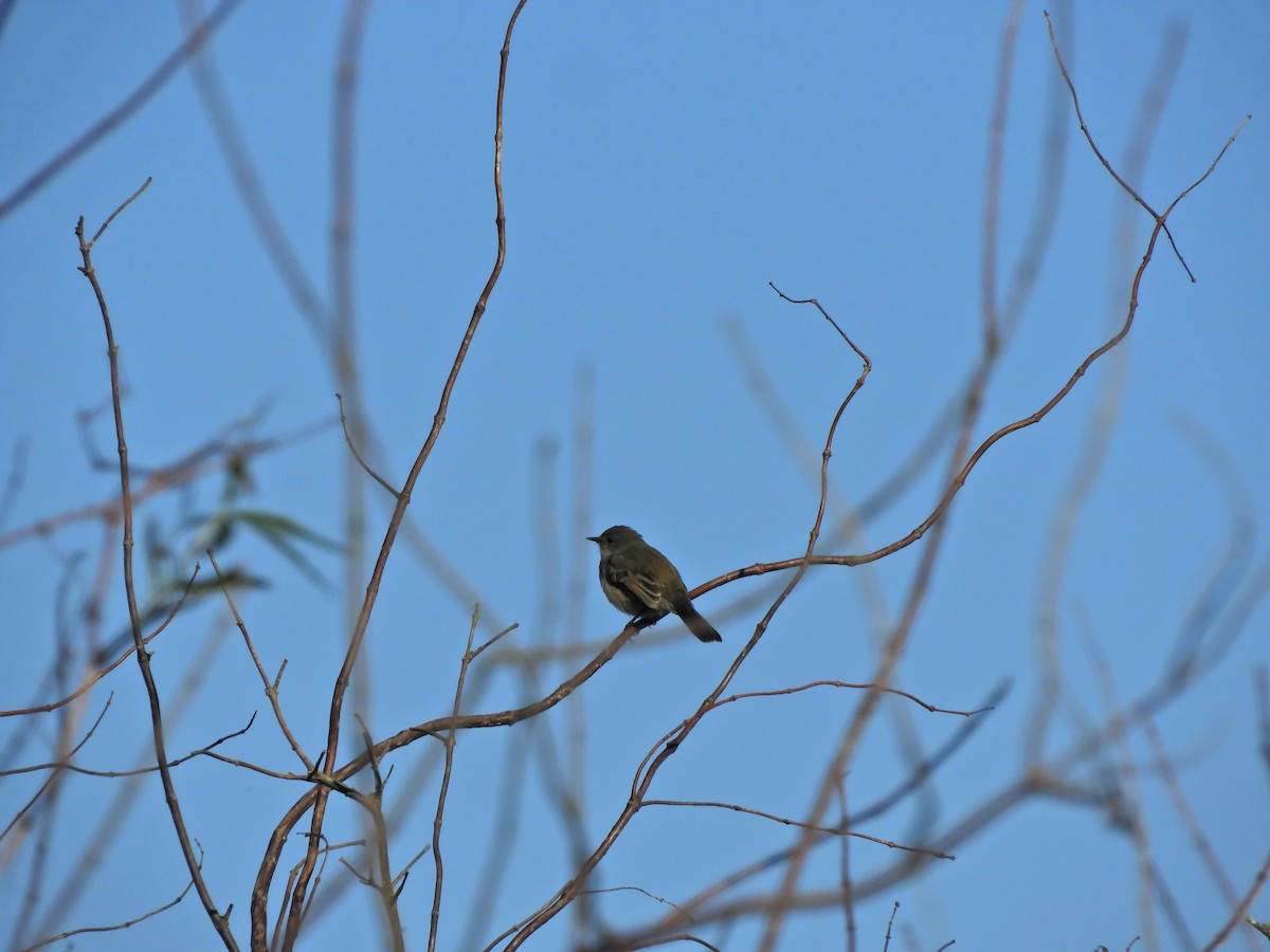 Sooty Tyrannulet - ML621905889