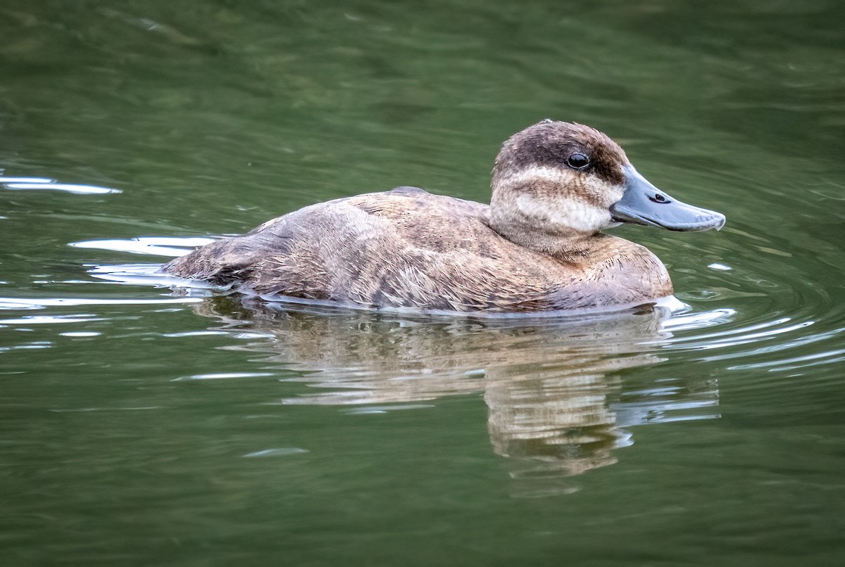 Ruddy Duck - ML621905920