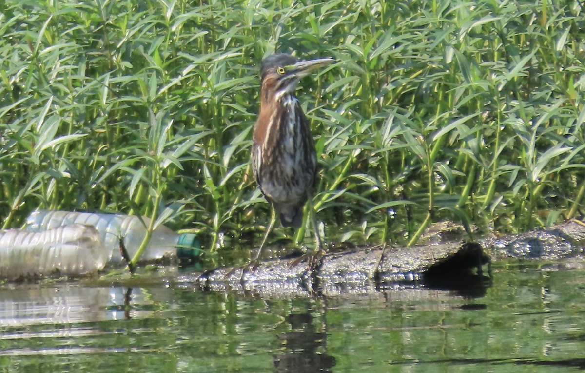 Green Heron - ML621905983