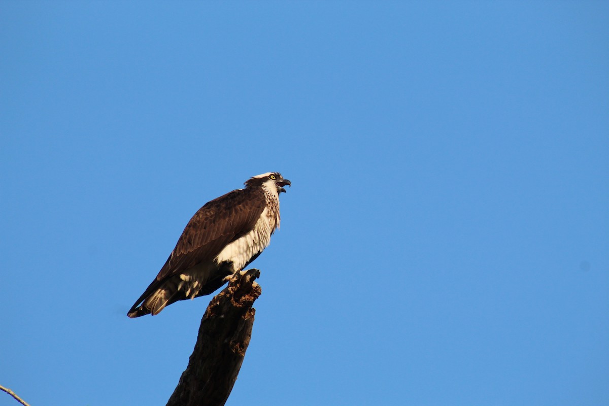 Águila Pescadora - ML621906004