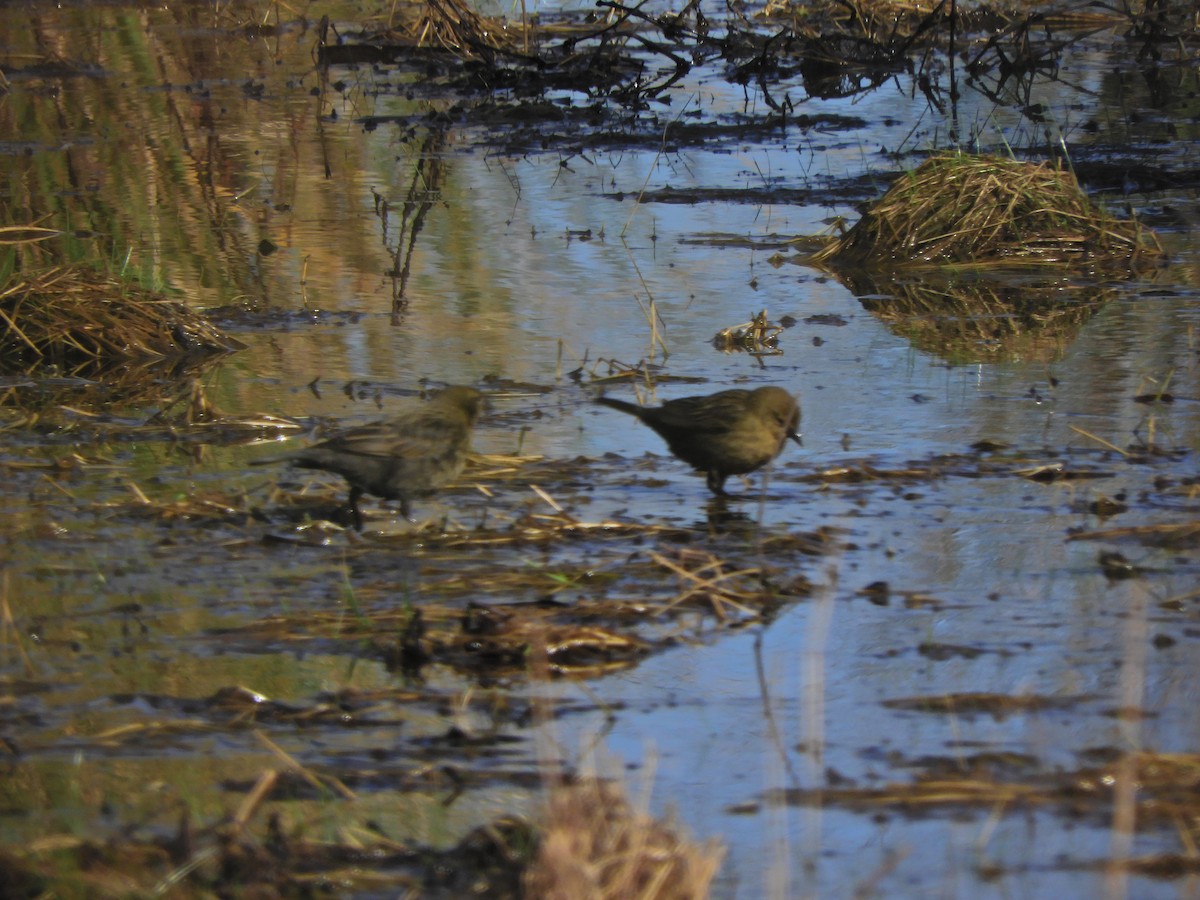 Chestnut-capped Blackbird - ML621906020