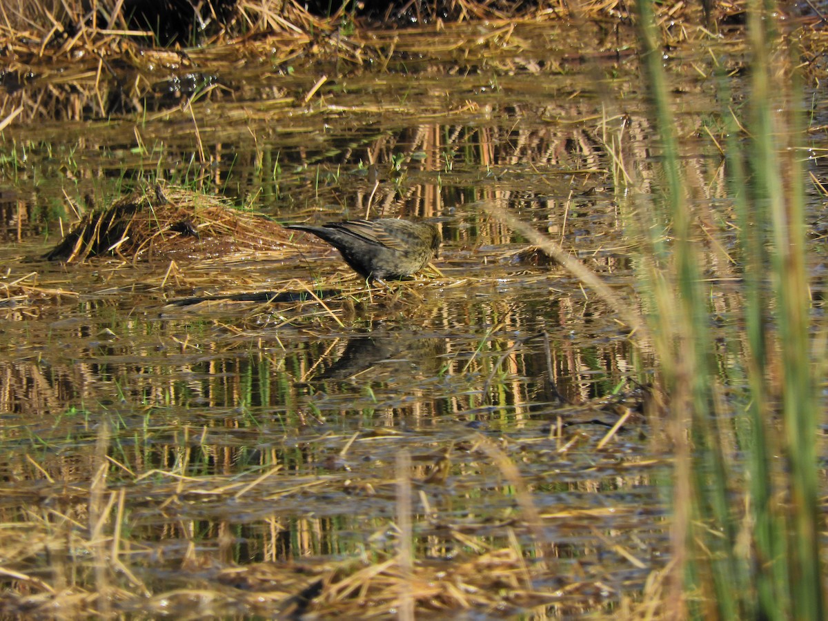 Chestnut-capped Blackbird - ML621906023