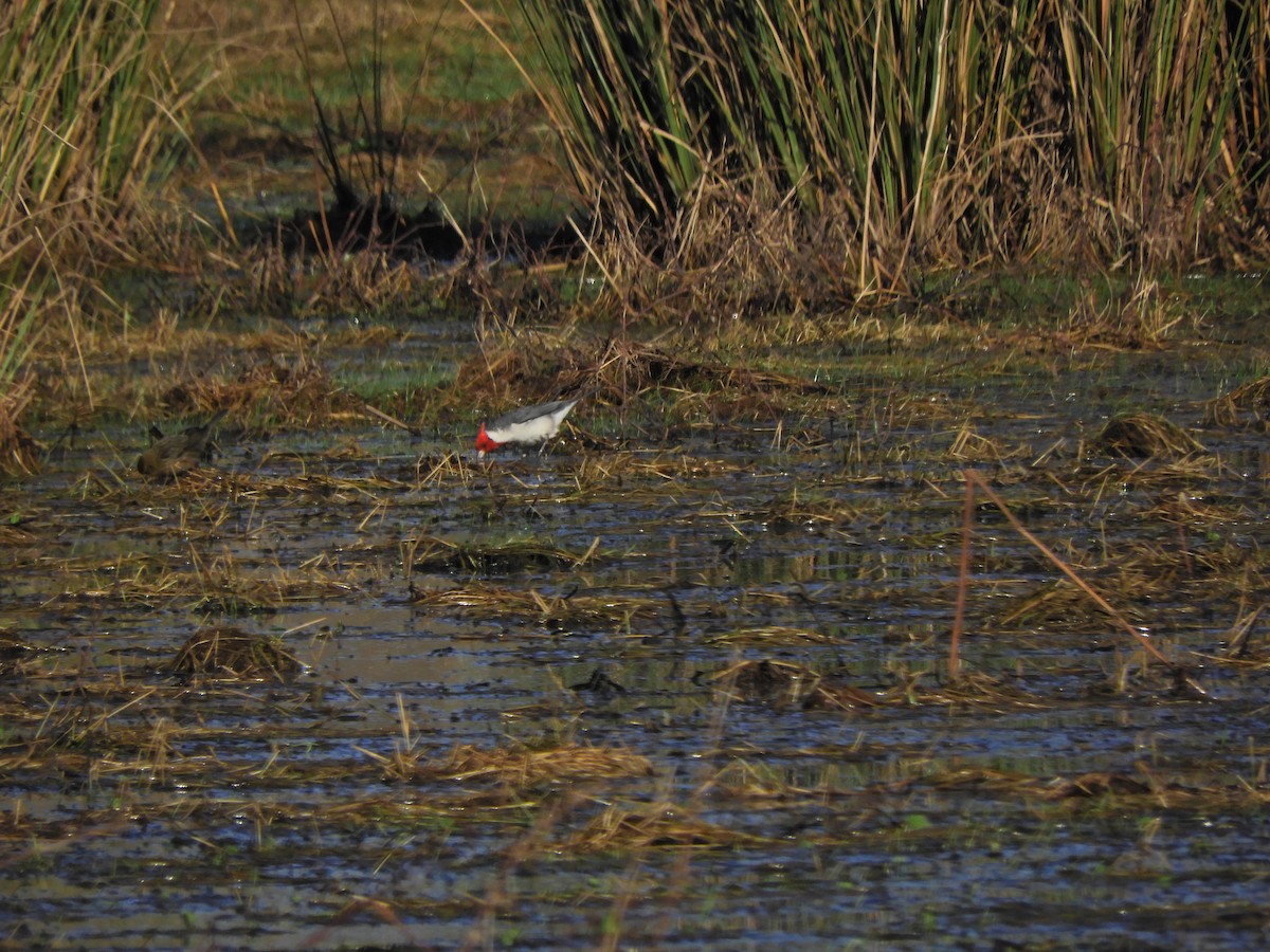 Red-crested Cardinal - ML621906087