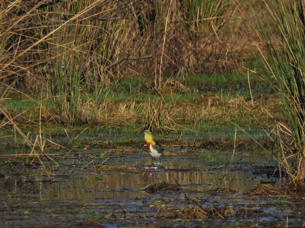 Red-crested Cardinal - ML621906088