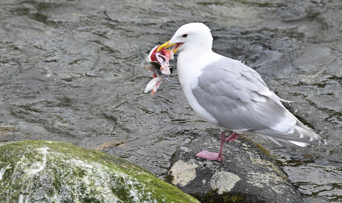 Herring/Iceland Gull - ML621906167