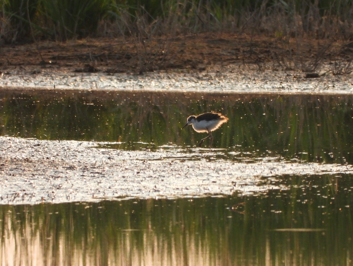 Black-necked Stilt - ML621906180