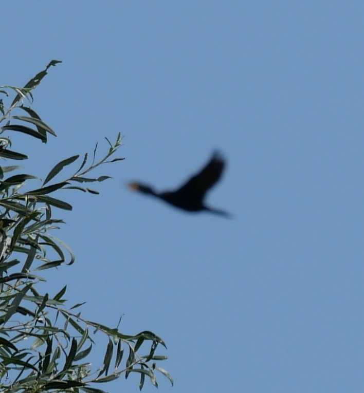Double-crested Cormorant - ML621906310