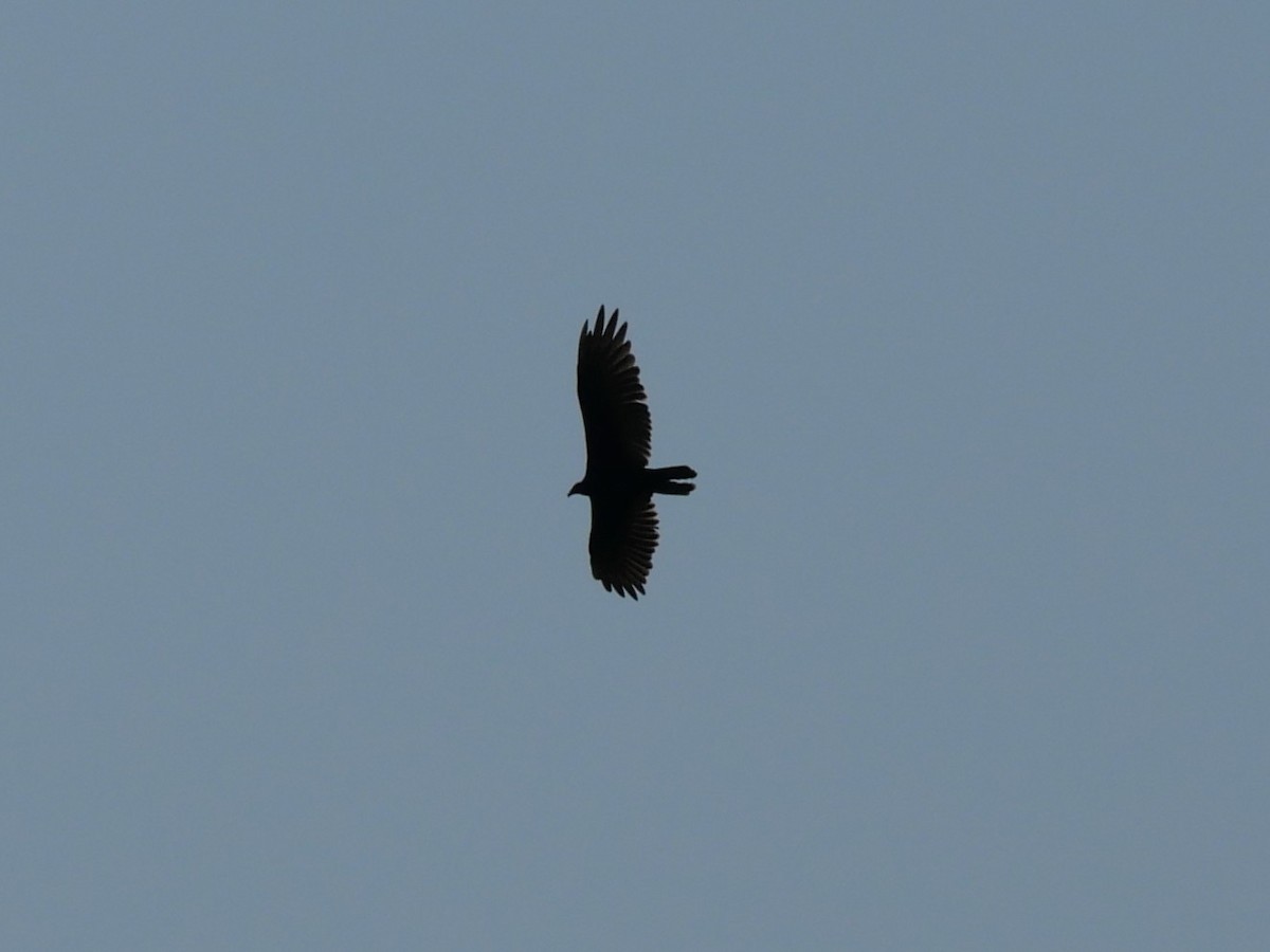 Turkey Vulture - ML621906316