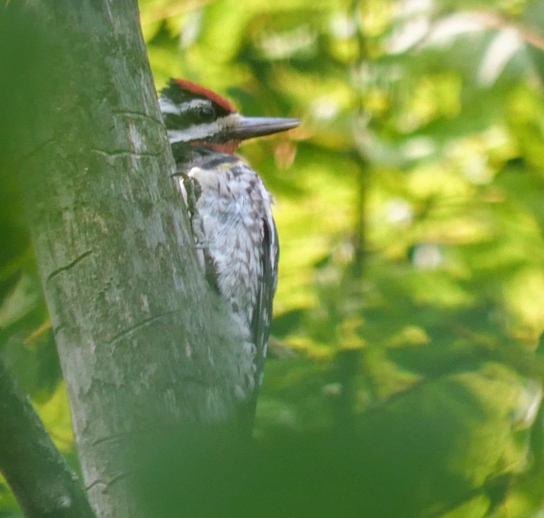 Yellow-bellied Sapsucker - ML621906323