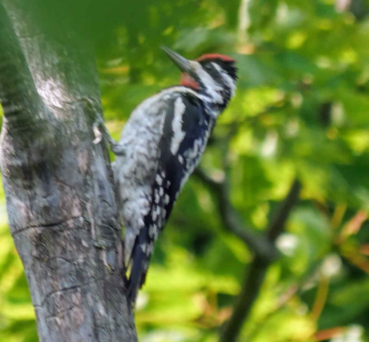 Yellow-bellied Sapsucker - ML621906324