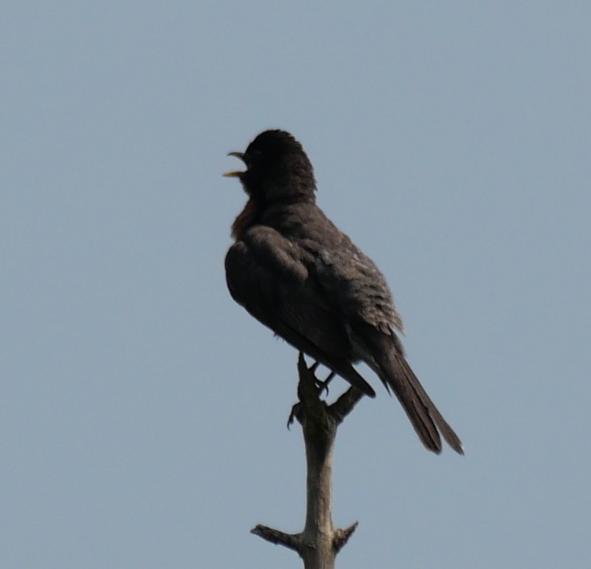 American Robin - ML621906335