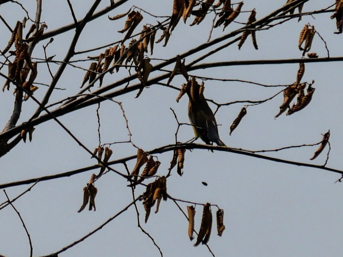 Cedar Waxwing - ML621906342