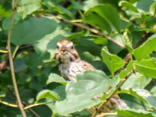 Song Sparrow - ML621906355