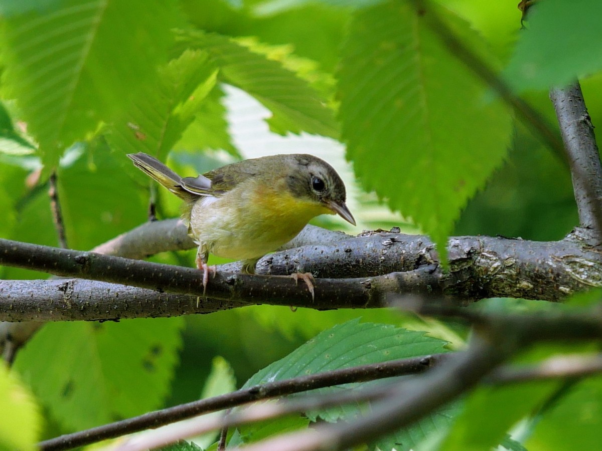 Common Yellowthroat - ML621906363