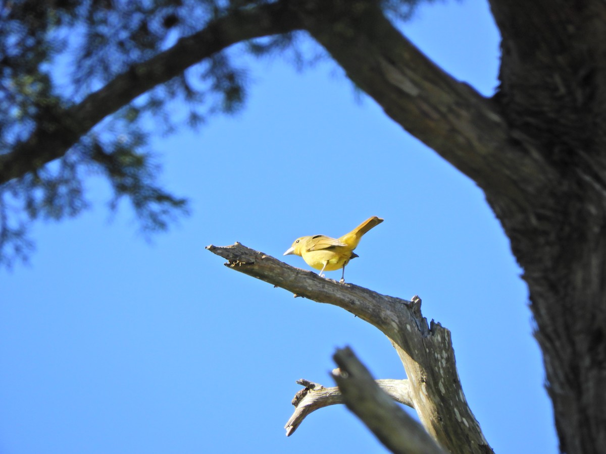 Hepatic Tanager - ML621906429