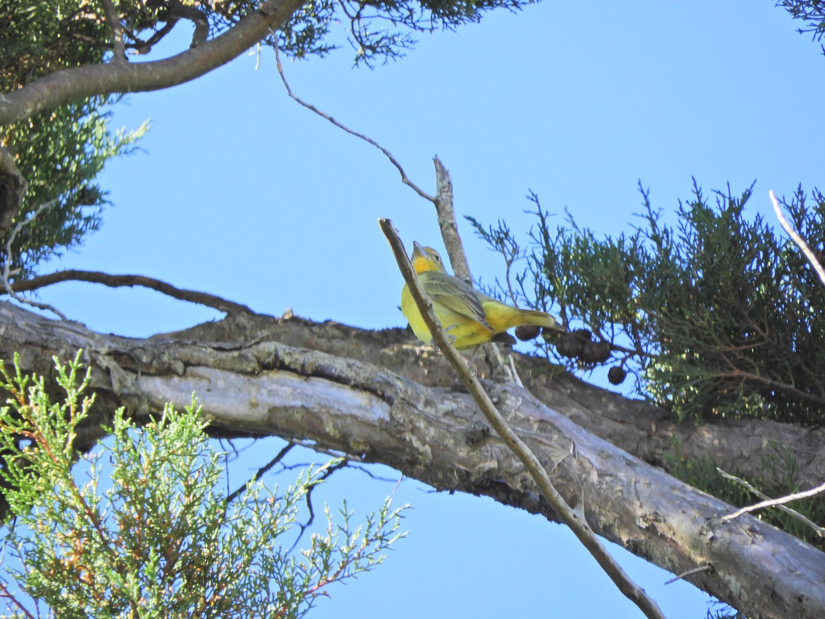 Hepatic Tanager - ML621906430