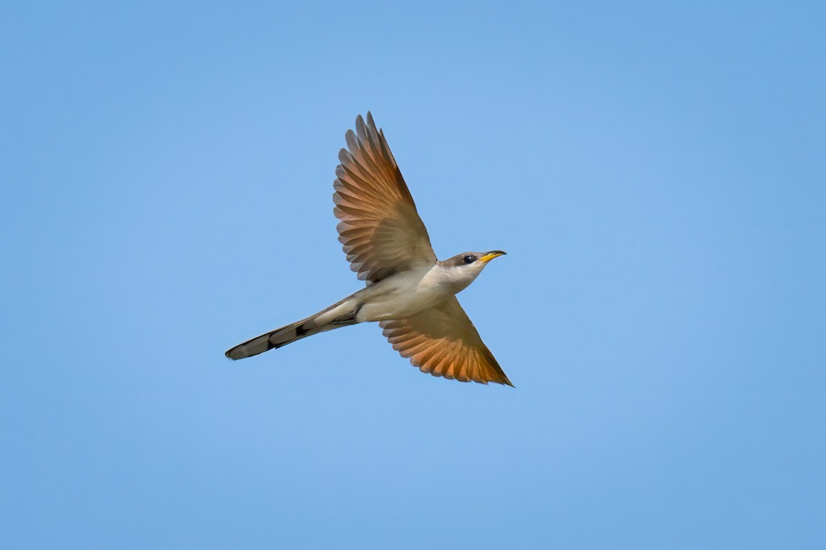 Yellow-billed Cuckoo - ML621906454