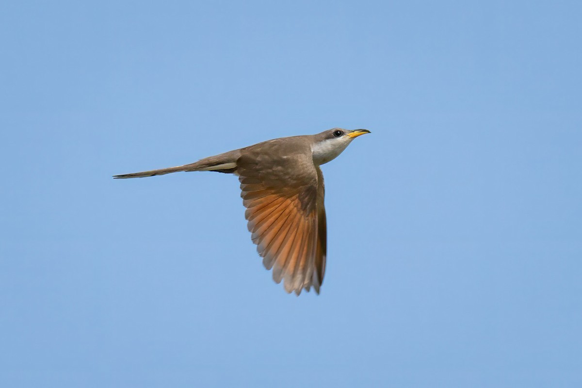 Yellow-billed Cuckoo - Rick Wilhoit