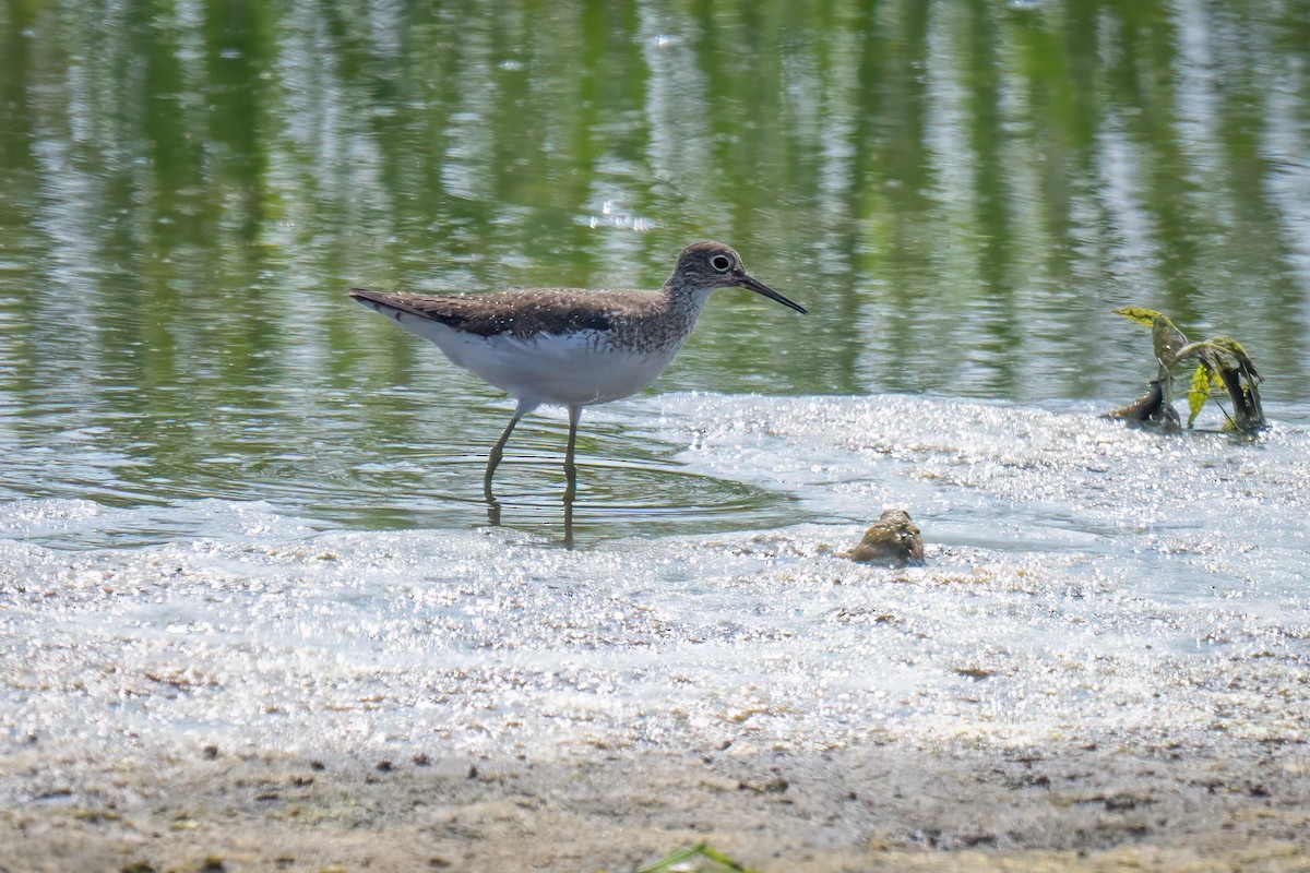 Solitary Sandpiper - ML621906466