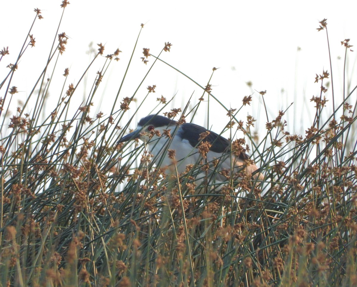 Black-crowned Night Heron - ML621906511