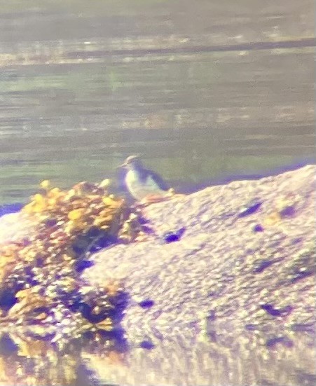 Spotted Sandpiper - ML621906526