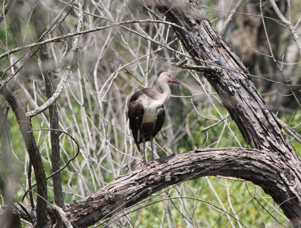 White Ibis - ML621906555