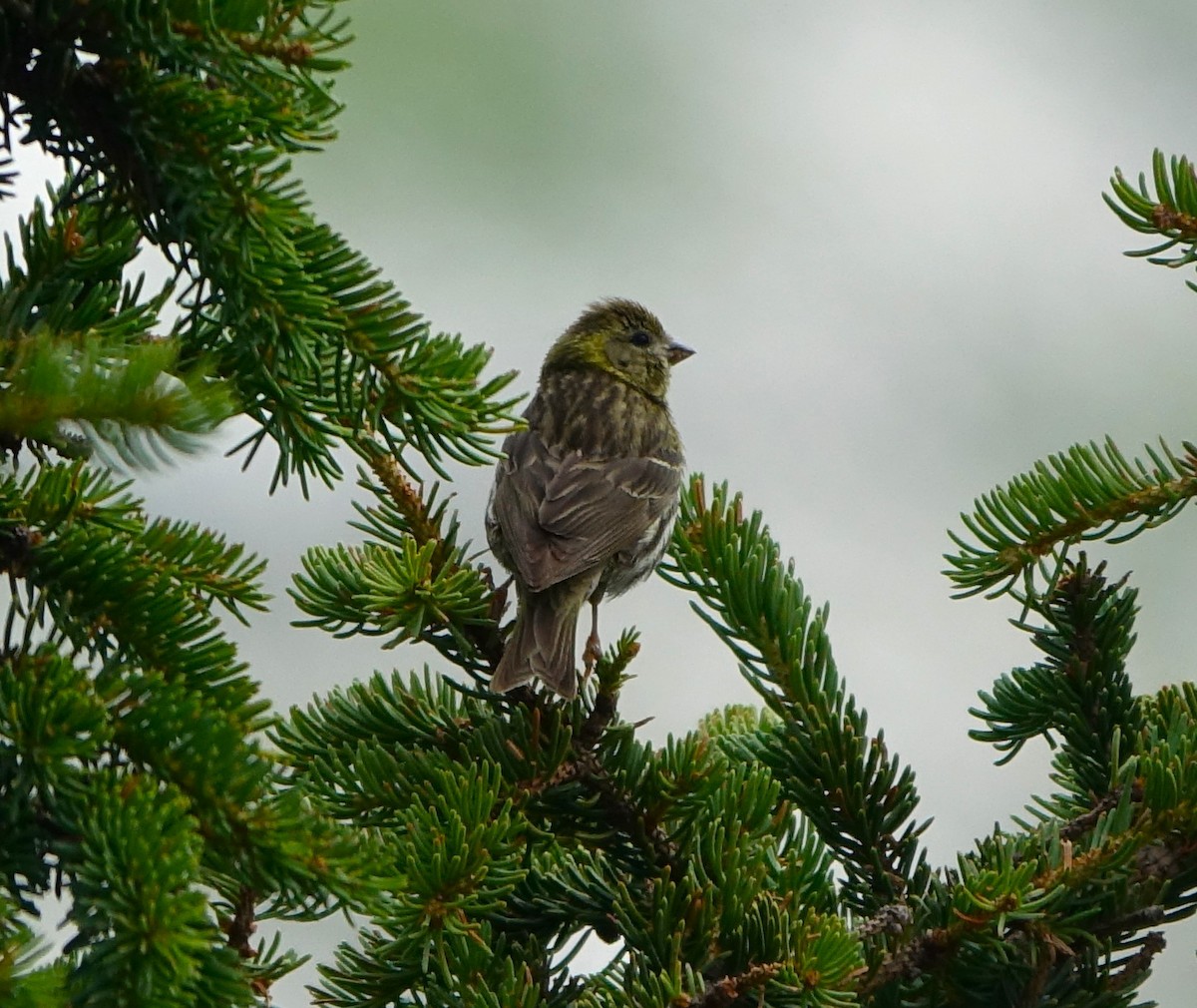 European Serin - ML621906613