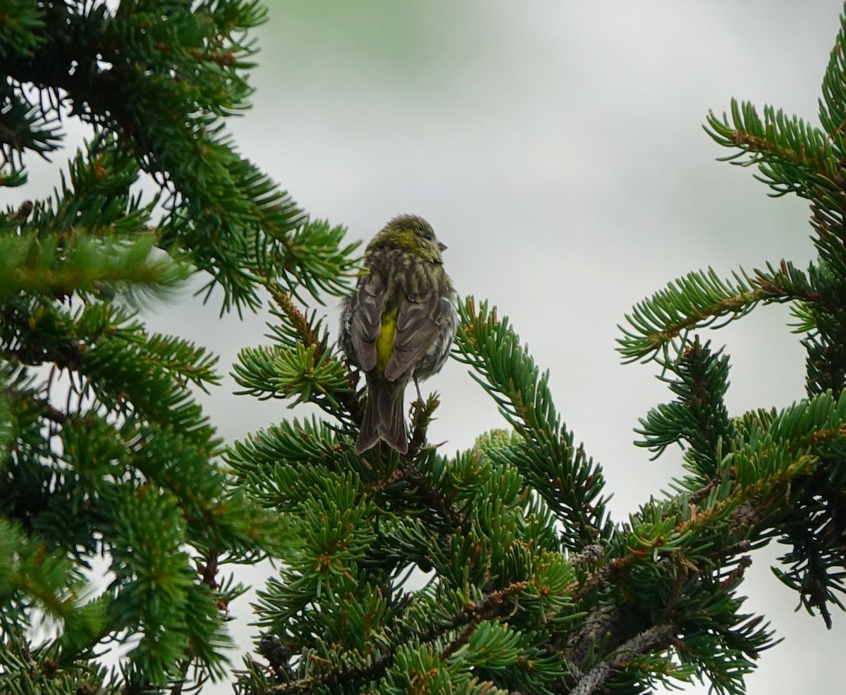 European Serin - ML621906614