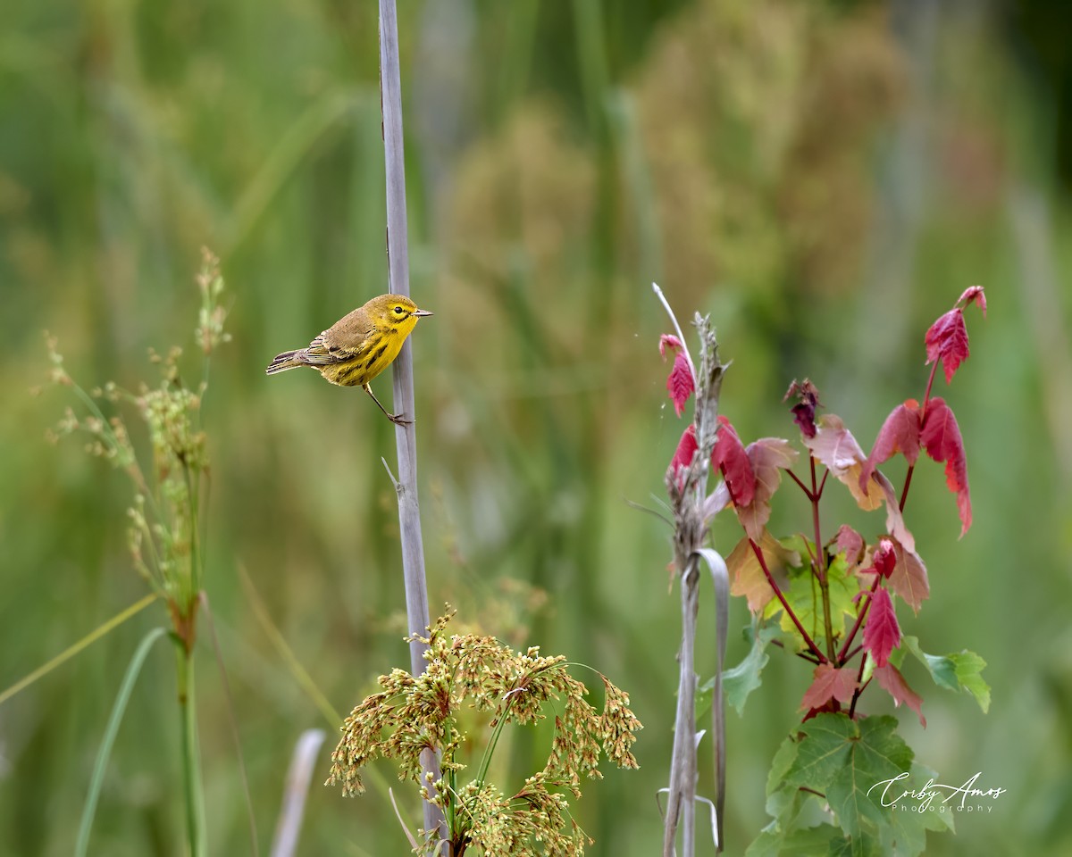 Prairie Warbler - ML621906639