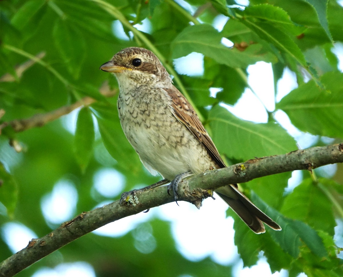 Red-backed Shrike - ML621906640