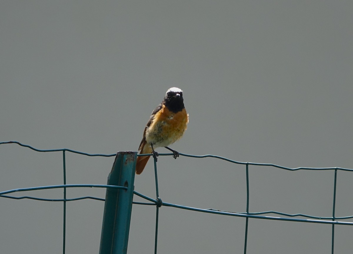 Common Redstart - ML621906646