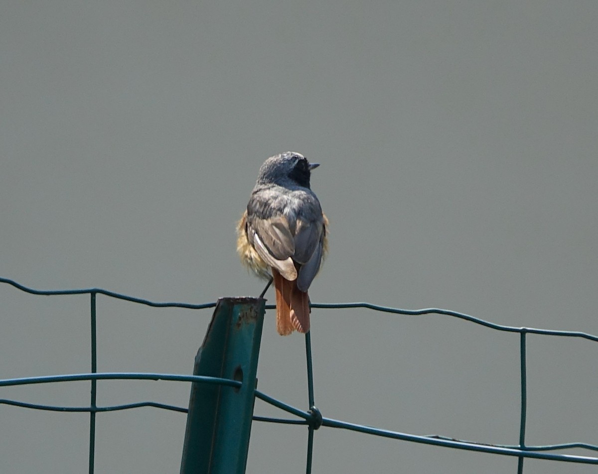 Common Redstart - ML621906647