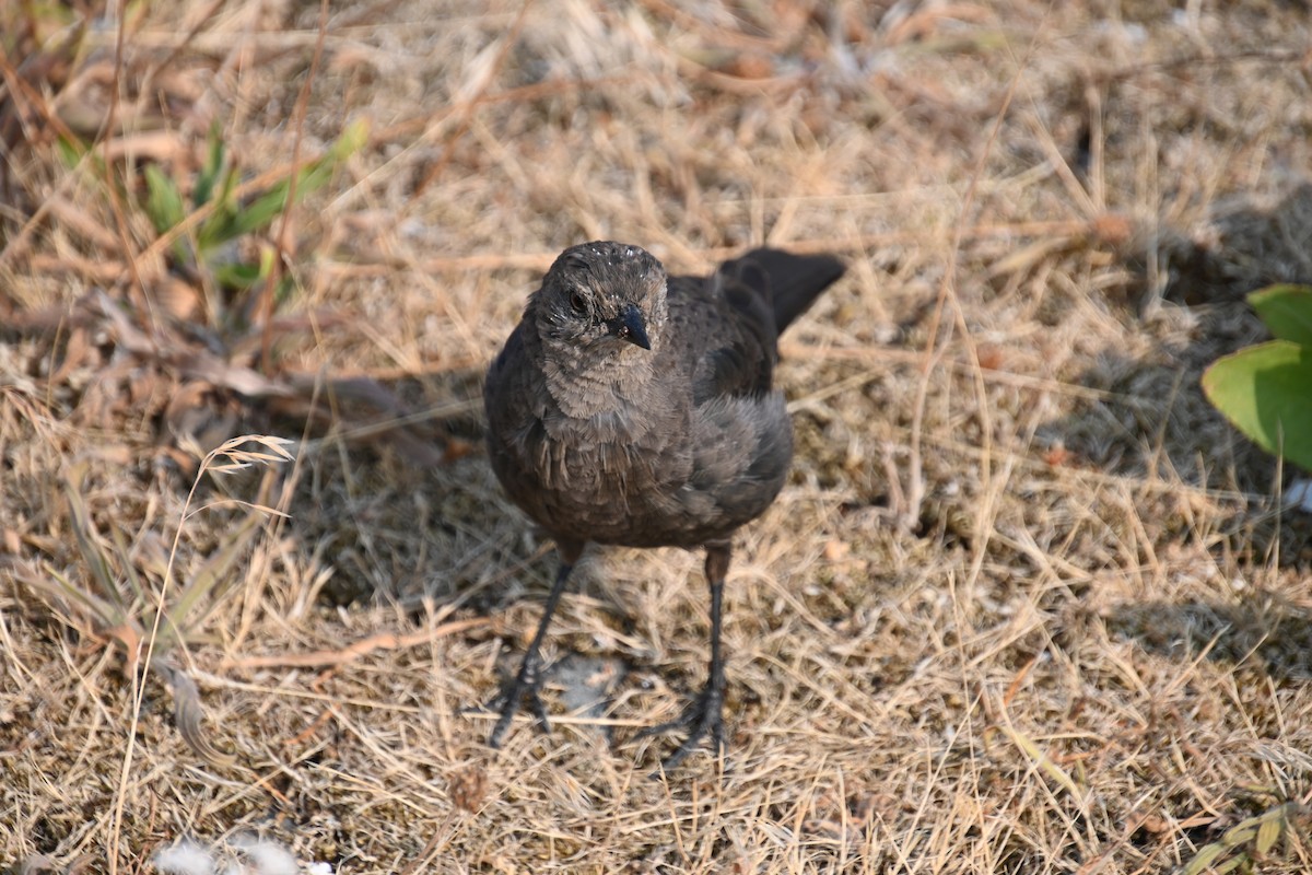 European Starling - ML621906665