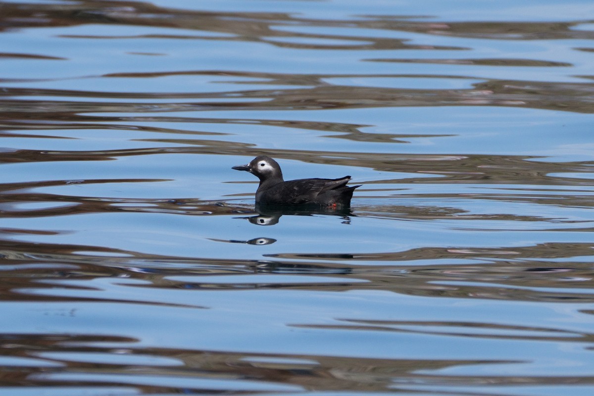 Spectacled Guillemot - ML621906696