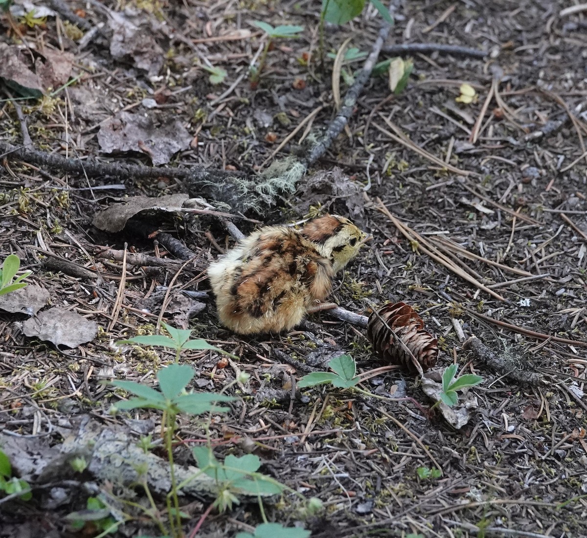 Spruce Grouse - ML621906710