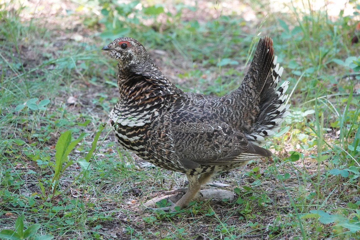 Spruce Grouse - ML621906711