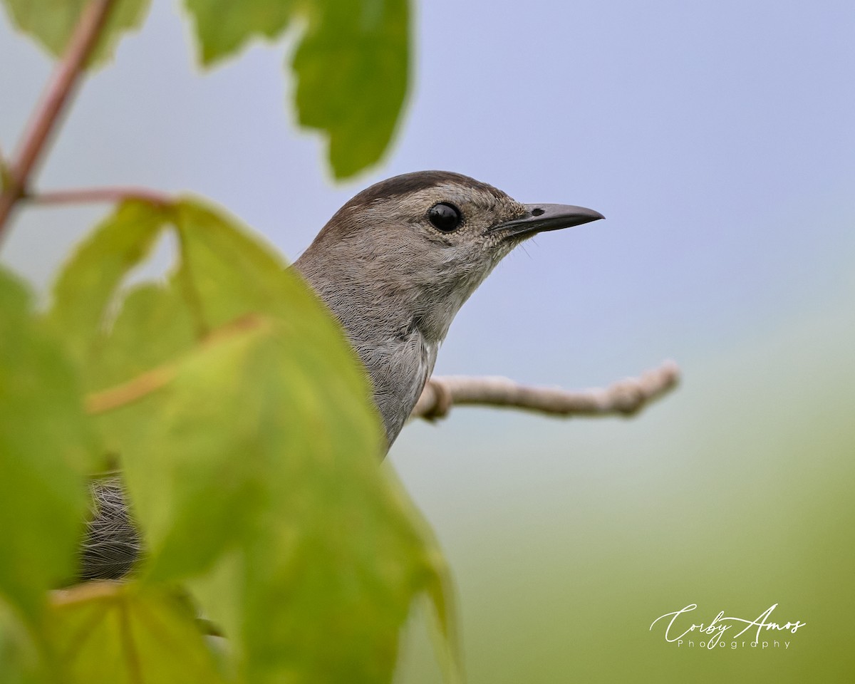 Gray Catbird - ML621906752