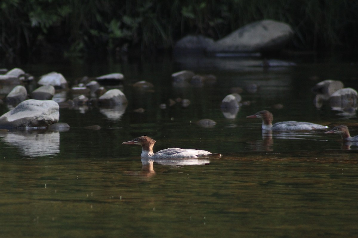 Common Merganser - ML621906756