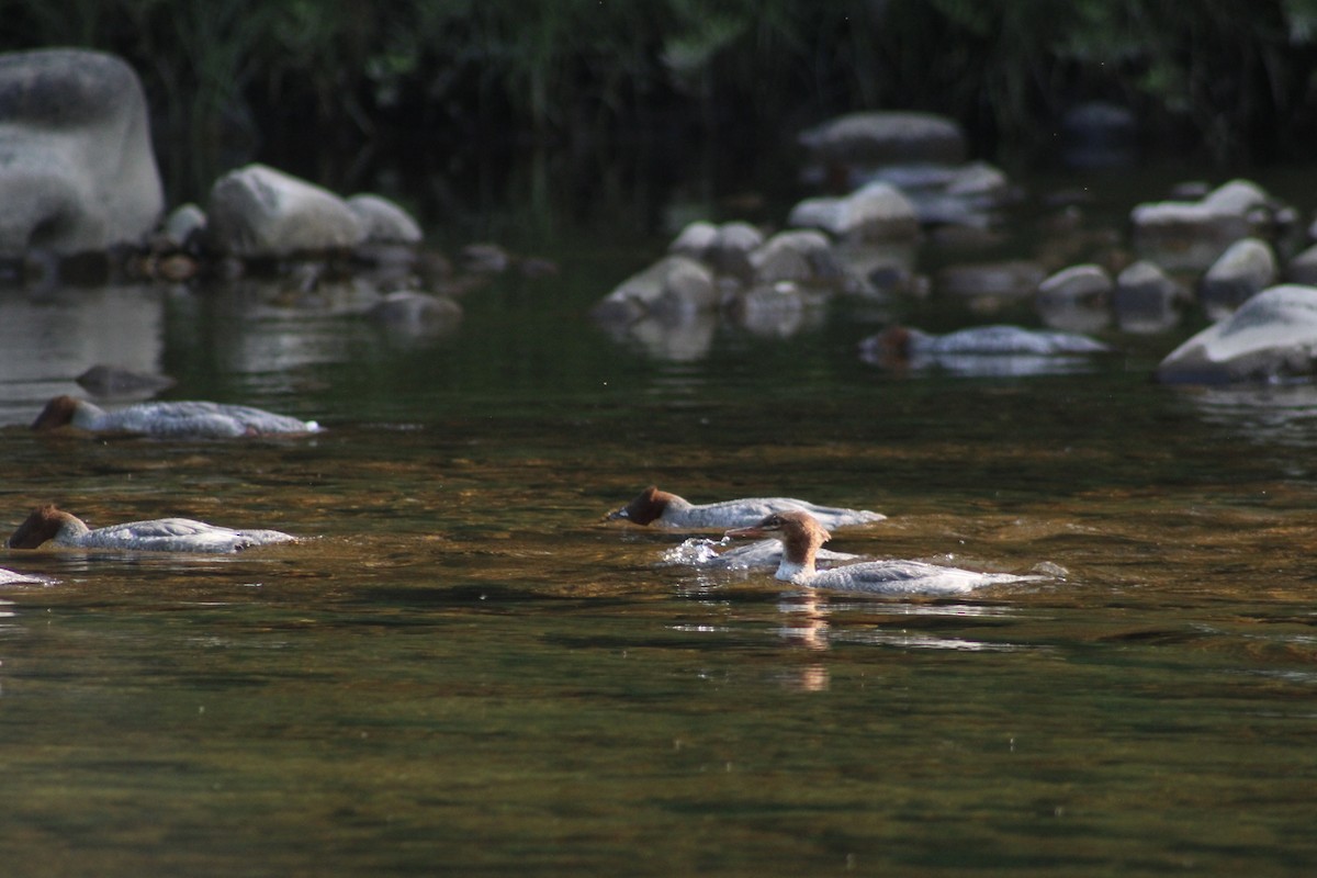 Common Merganser - ML621906757