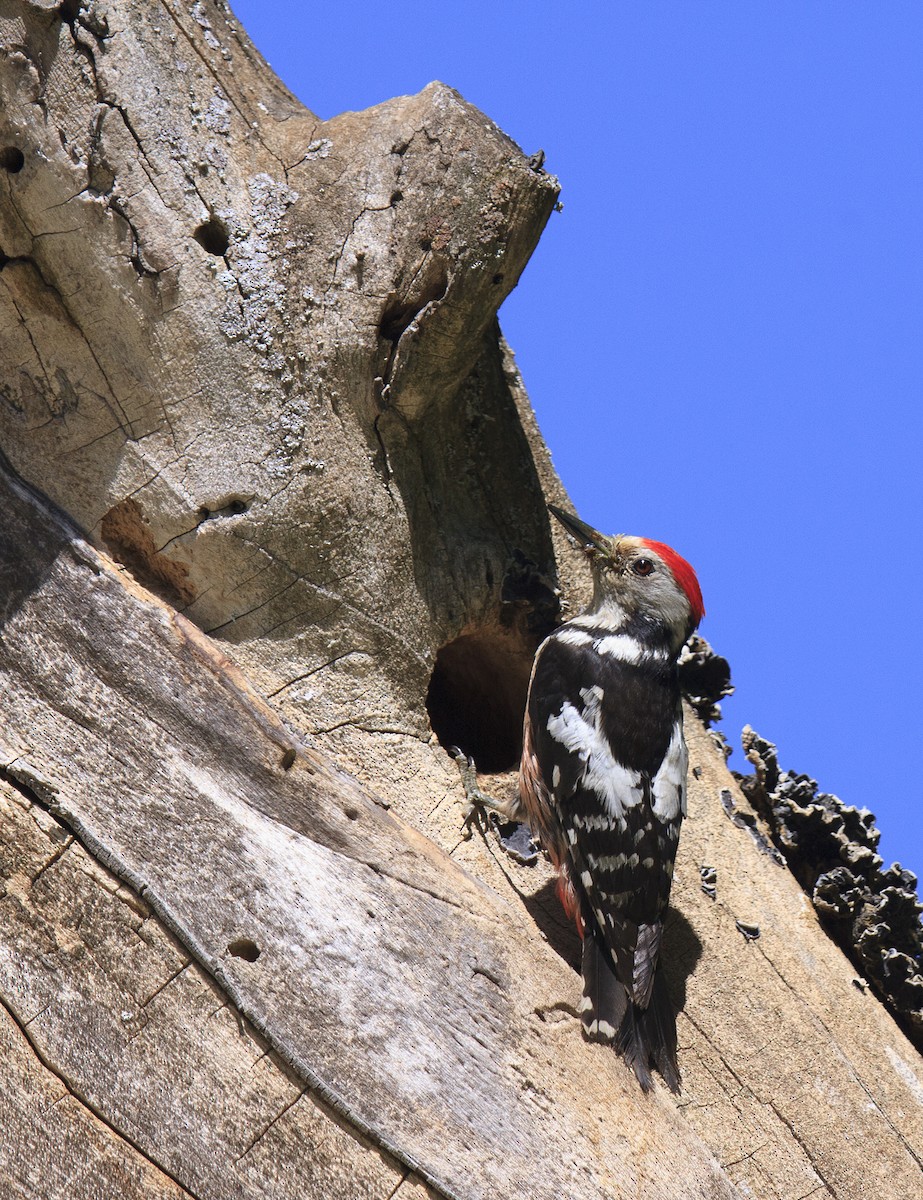 Middle Spotted Woodpecker - ML621906783