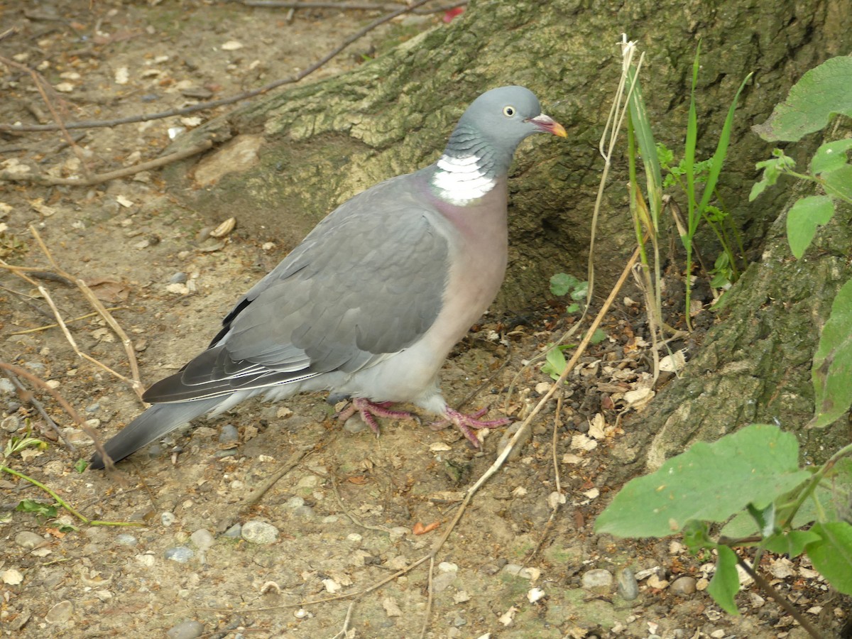 Common Wood-Pigeon - ML621906808