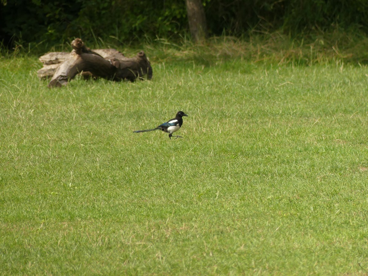 Eurasian Magpie - ML621906825