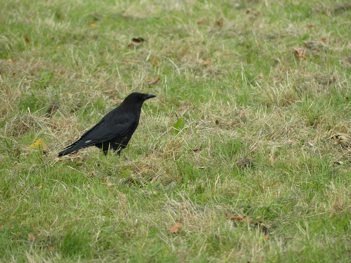 Carrion Crow - ML621906831