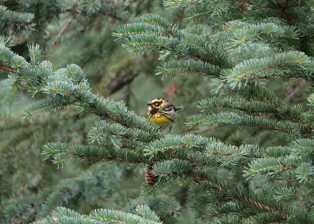 Townsend's Warbler - ML621906843