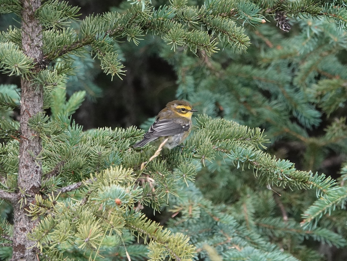 Townsend's Warbler - ML621906879