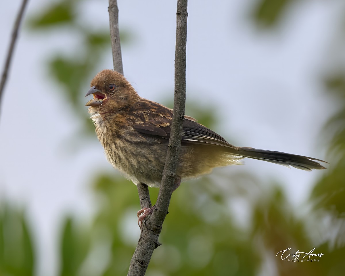 Eastern Towhee - Corby Amos