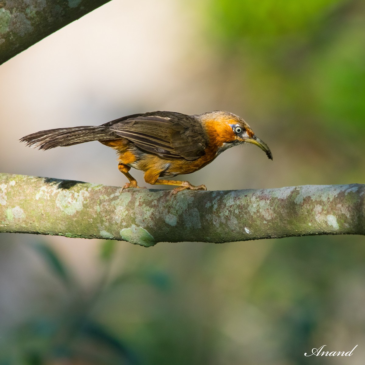 Rusty-cheeked Scimitar-Babbler - ML621907012