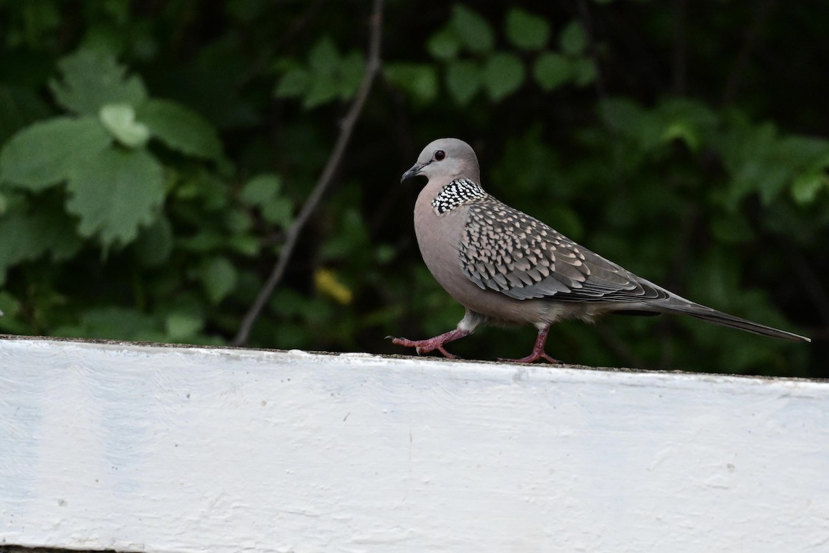 Spotted Dove - ML621907031