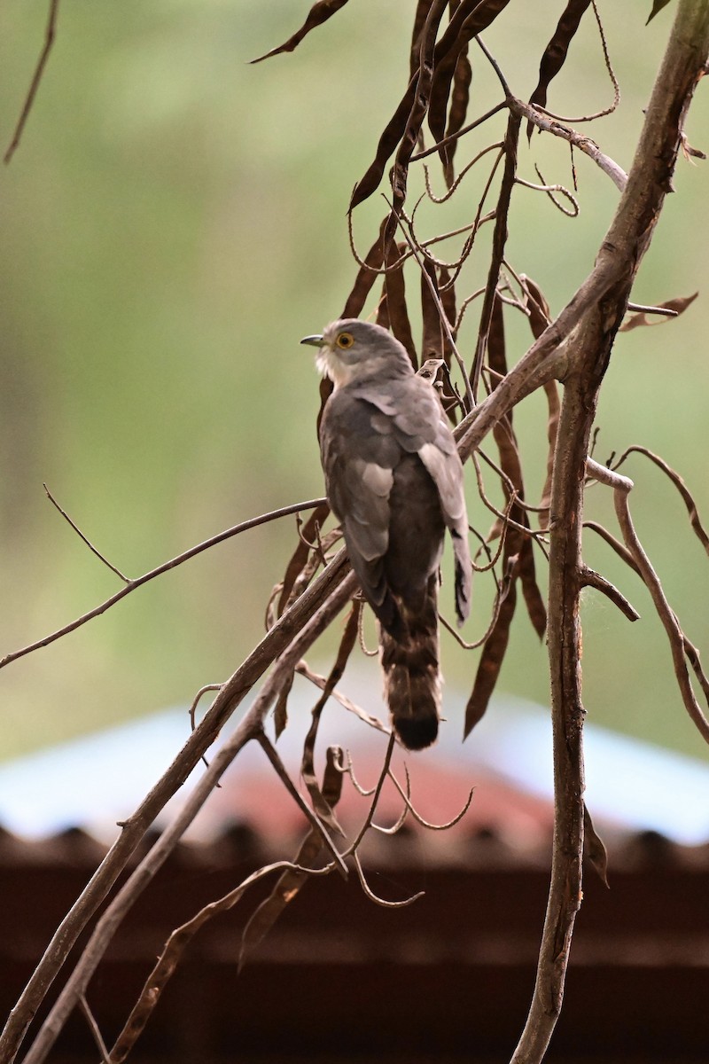 Common Hawk-Cuckoo - ML621907036