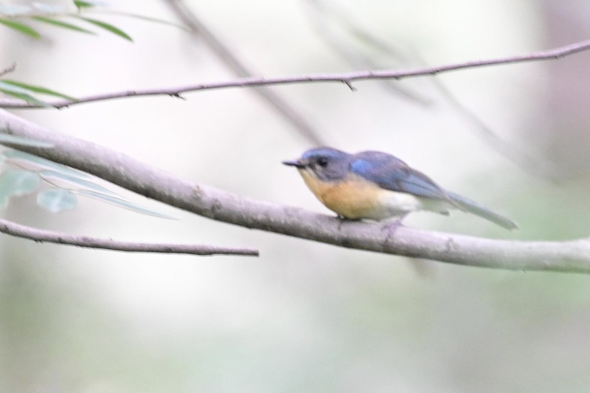 Tickell's Blue Flycatcher - ML621907075